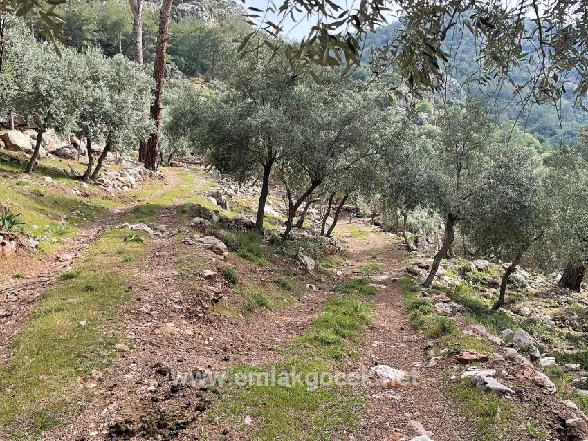 Field For sale in Ekincik Nbh. Köyceğiz - Olive Zoned - 7.000 m²