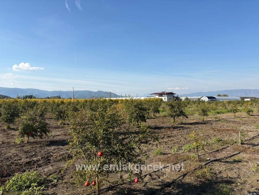 21500m2 Pomegranate Garden For Sale In Eskiköy