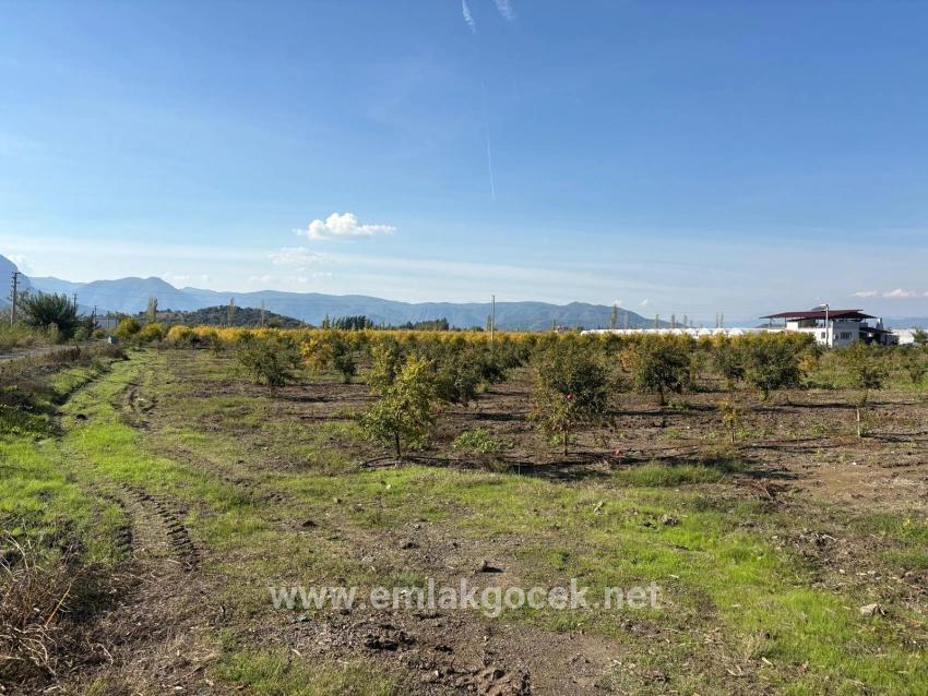 21500m2 Pomegranate Garden For Sale In Eskiköy