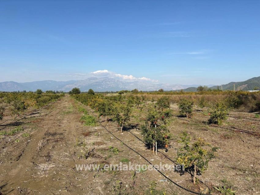 21500m2 Pomegranate Garden For Sale In Eskiköy