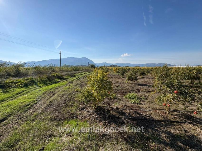 21500m2 Pomegranate Garden For Sale In Eskiköy