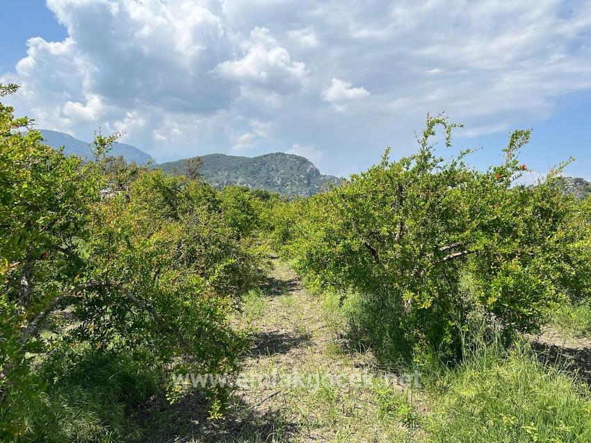 Land For sale in Dalyan Nbh. Ortaca - Housing Zoned - 5.100 m²