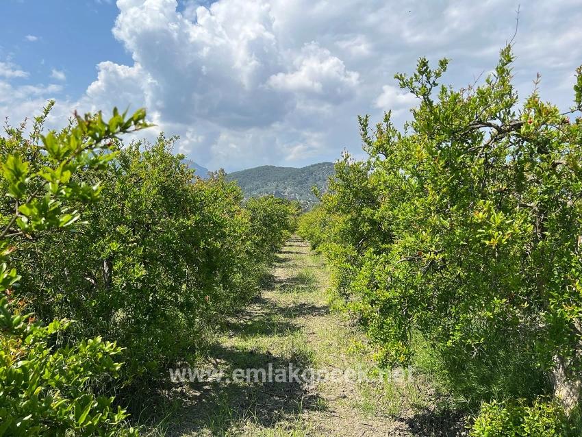 Land For sale in Dalyan Nbh. Ortaca - Housing Zoned - 5.100 m²