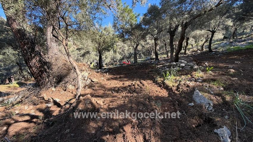 2b Field Of 5715m2 For Sale With Full Sea View In Çandır