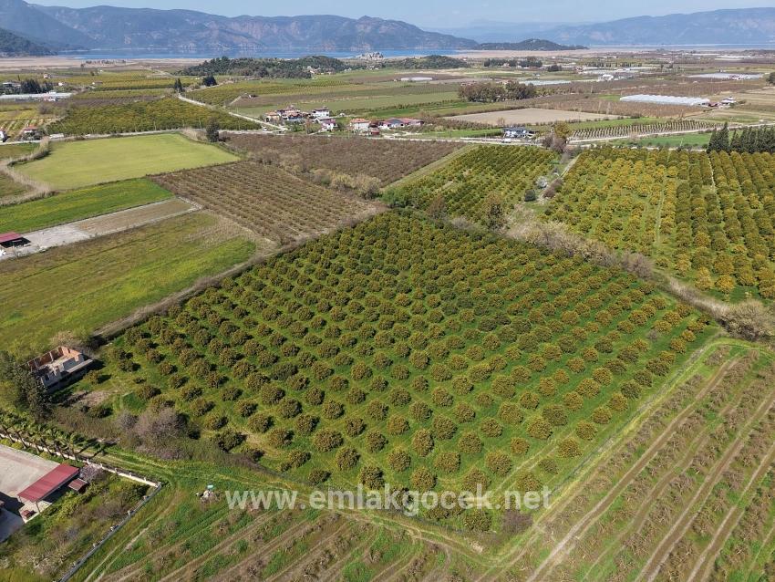 Vineyards & orchards For sale in Dalyan Nbh. Ortaca - Vineyards & orchards Zoned - 17.550 m²