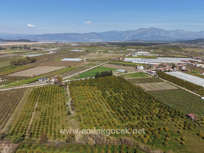 17.550m2 Vineyard-bahce For Sale Close To Dalyan Center