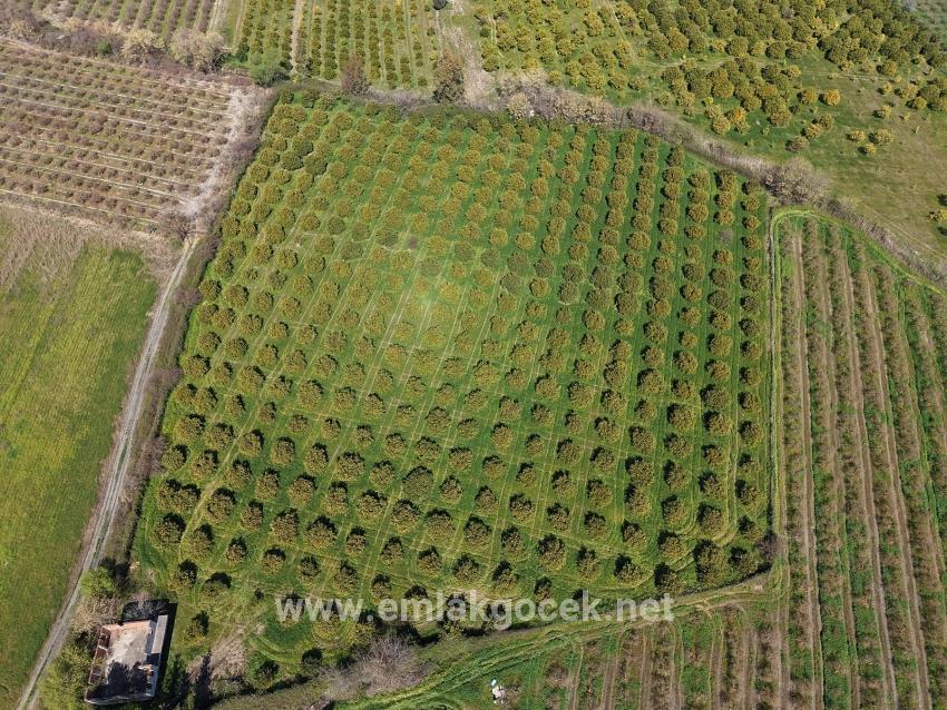 17.550m2 Vineyard-bahce For Sale Close To Dalyan Center