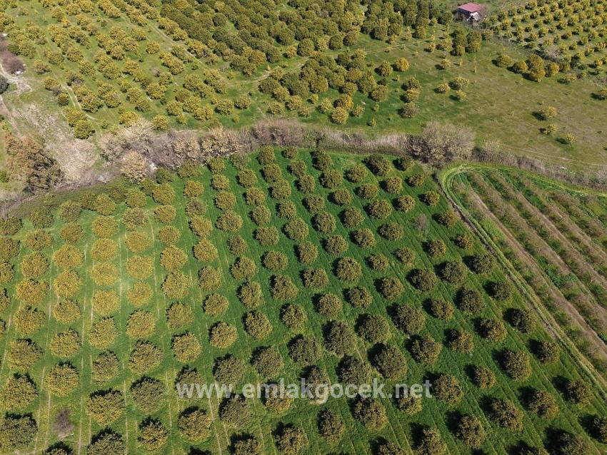 17.550m2 Vineyard-bahce For Sale Close To Dalyan Center