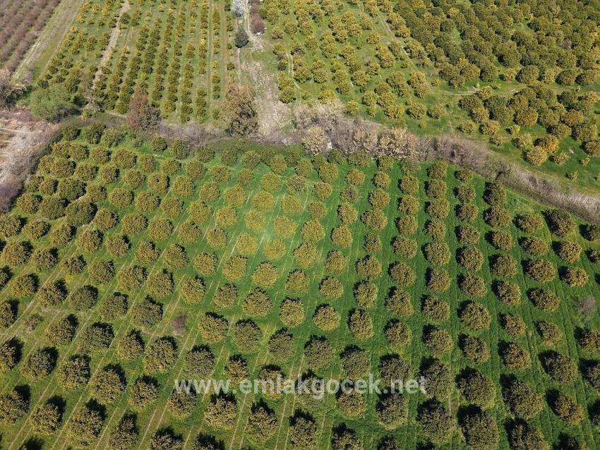 17.550m2 Vineyard-bahce For Sale Close To Dalyan Center