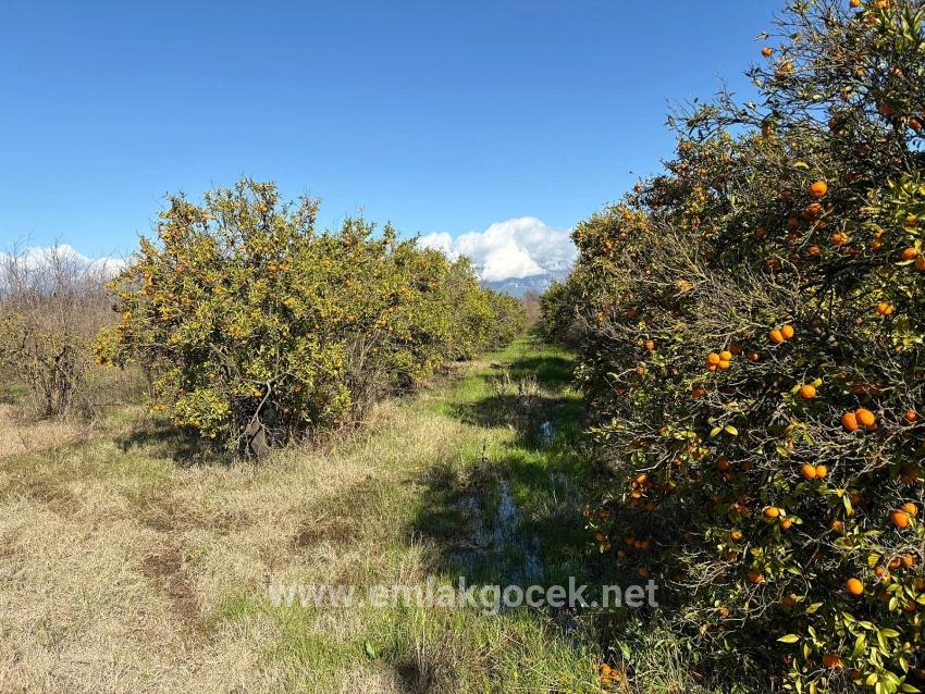 Field For sale in Tepearası Nbh. Ortaca - Vineyards & orchards Zoned - 23.000 m²
