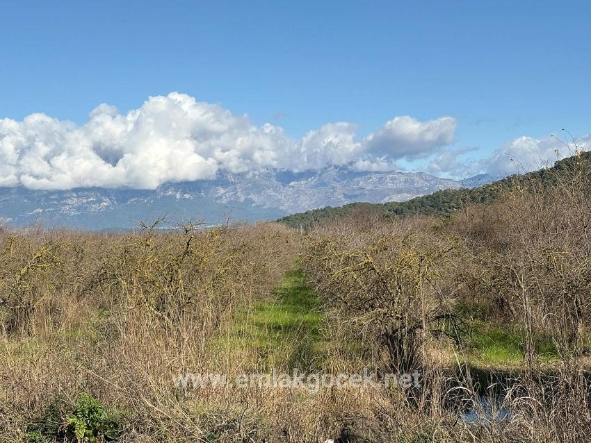 Field For sale in Tepearası Nbh. Ortaca - Vineyards & orchards Zoned - 23.000 m²