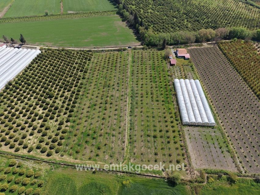 16,000 M² Pomegranate Orchard For Sale In Eskiköy