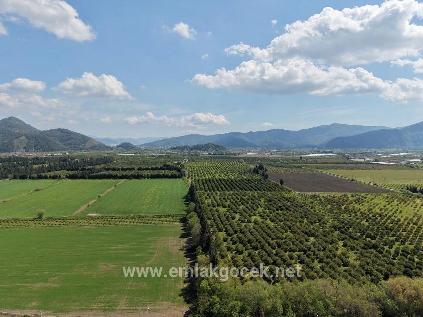 16,000 M² Pomegranate Orchard For Sale In Eskiköy