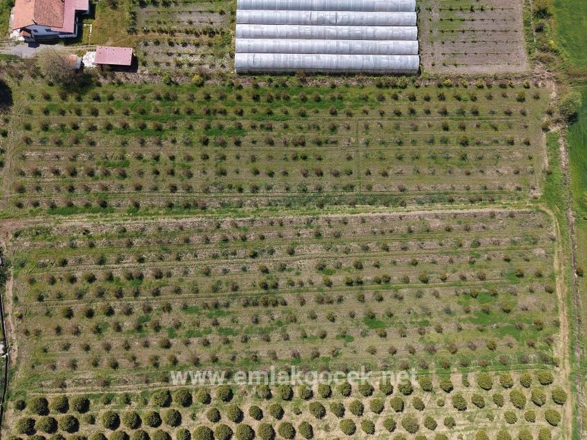 16,000 M² Pomegranate Orchard For Sale In Eskiköy
