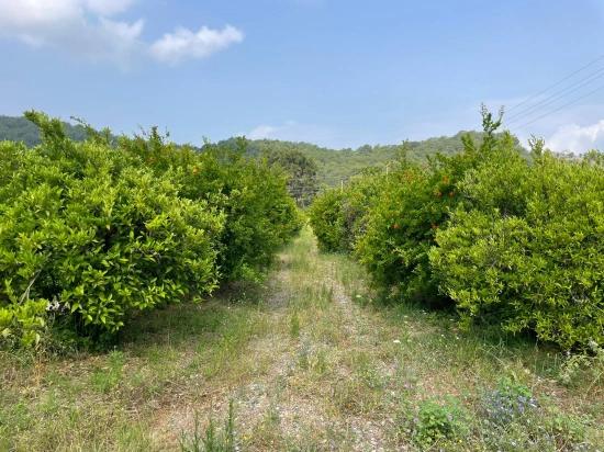 7800m2 Land For Sale In Gökbel, Next To Iztuzu Beach Road