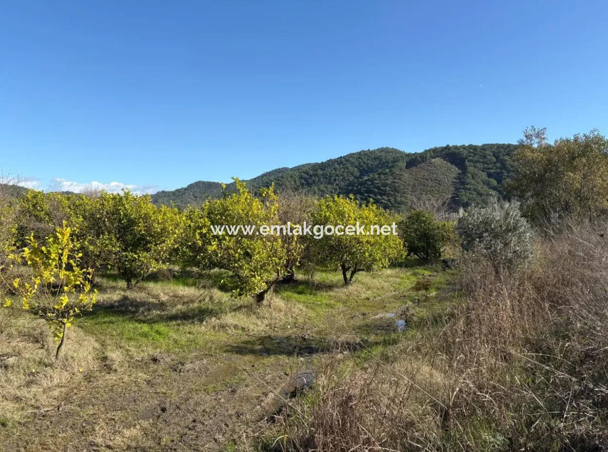 23,000M2 Detached Field Garden For Sale In Tepearasin,