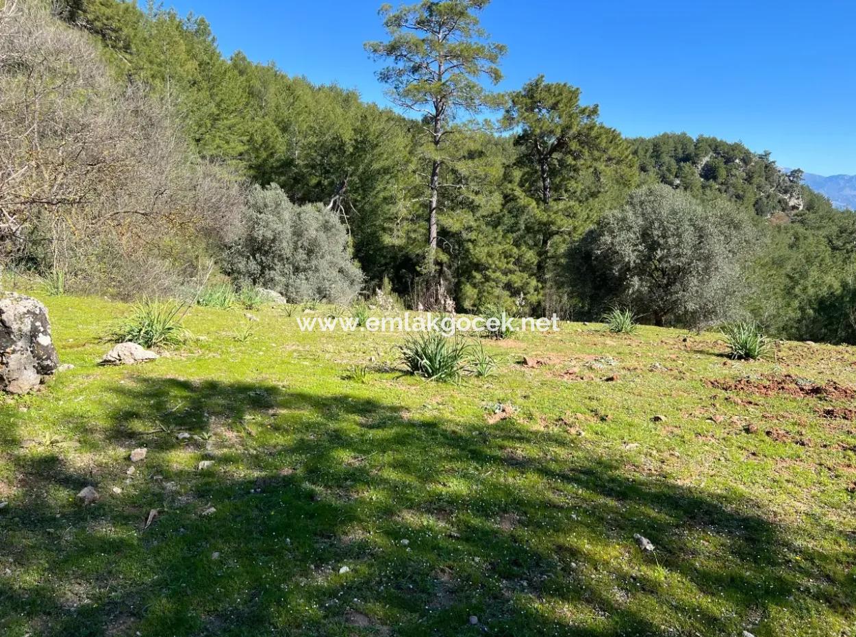 Land For Sale In Nature And Forest In Gökbel