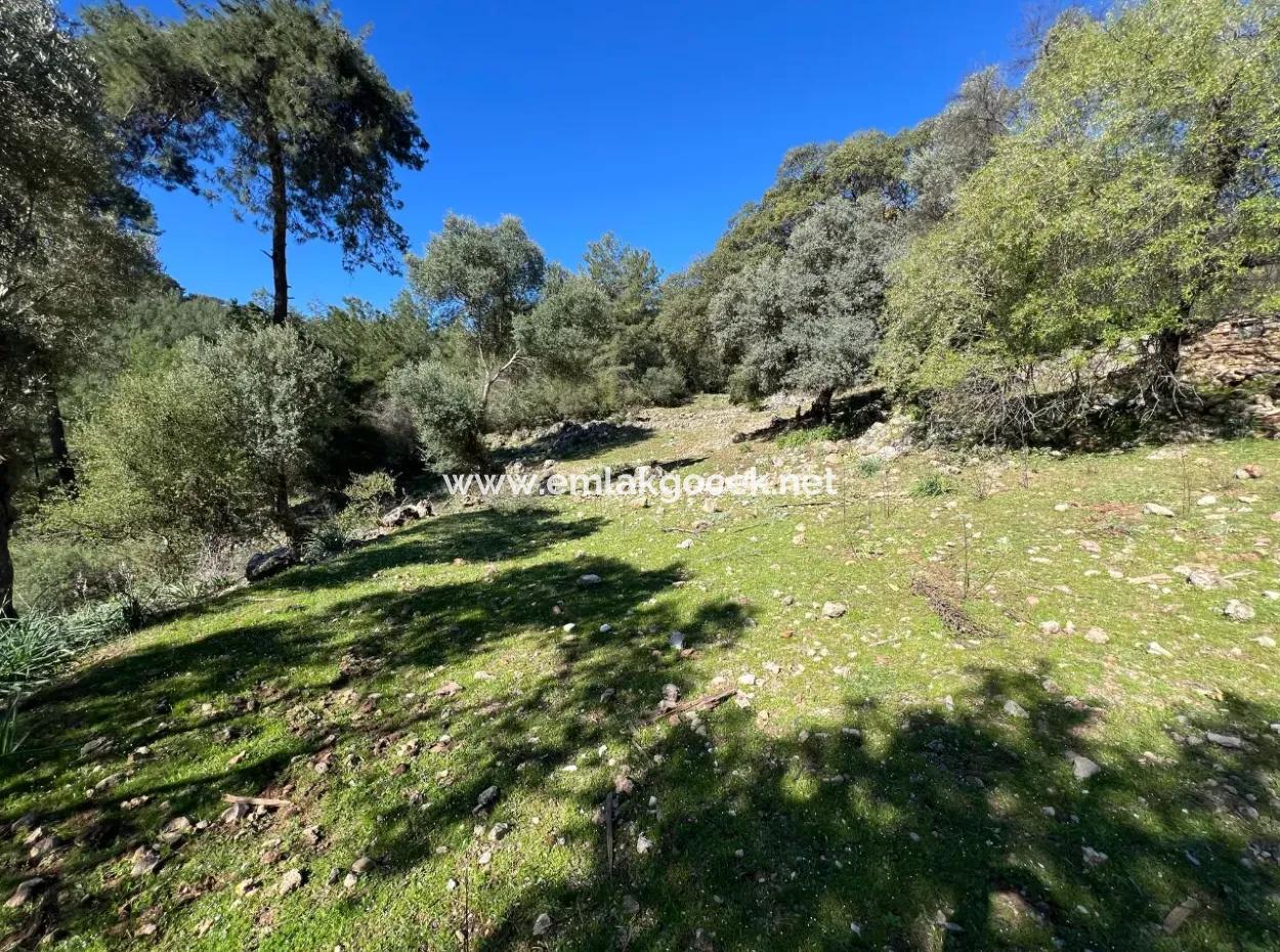 Land For Sale In Nature And Forest In Gökbel