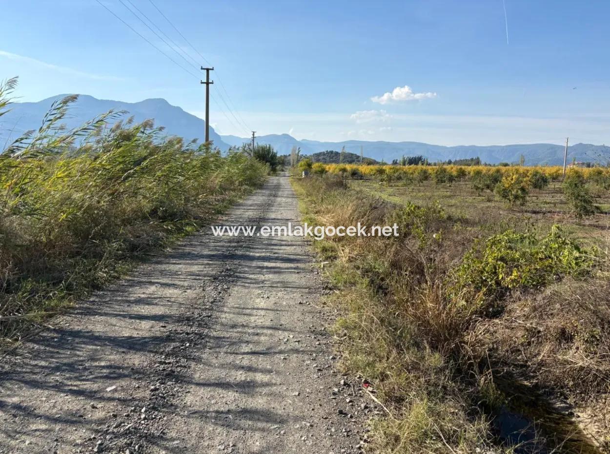 21500M2 Pomegranate Orchard For Sale In Eskiköy