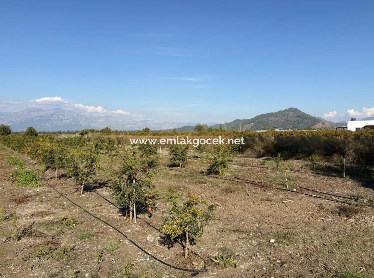 21500M2 Pomegranate Orchard For Sale In Eskiköy