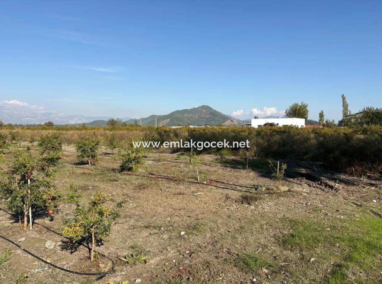 21500M2 Pomegranate Orchard For Sale In Eskiköy
