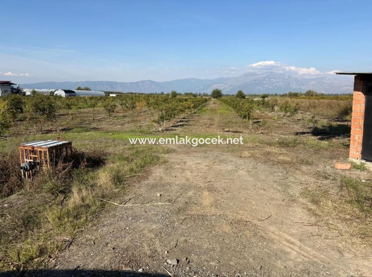 21500M2 Pomegranate Orchard For Sale In Eskiköy
