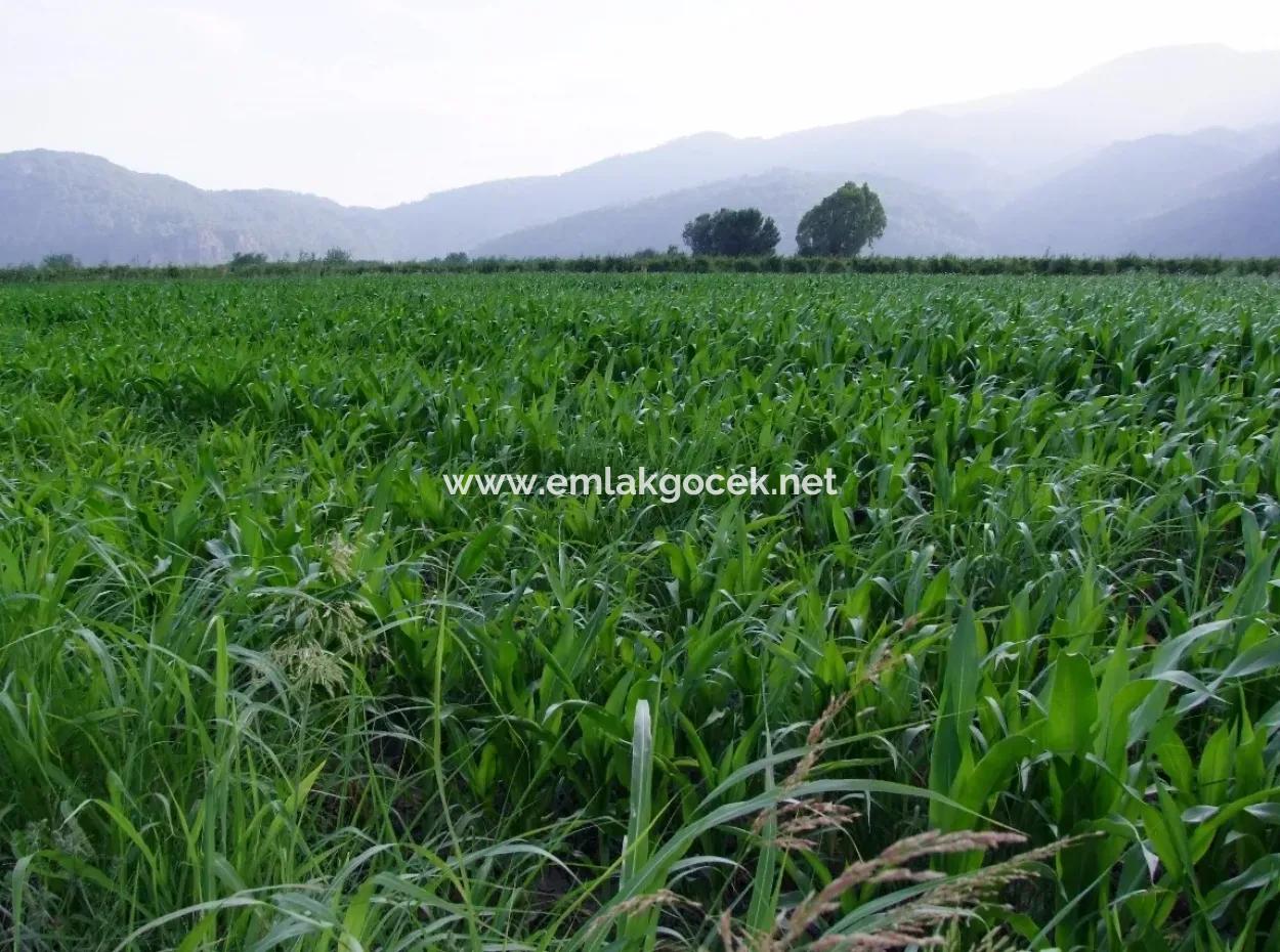 Farm For Sale Near The Centre Of Dalyan,14, 612M2 Farm For Sale