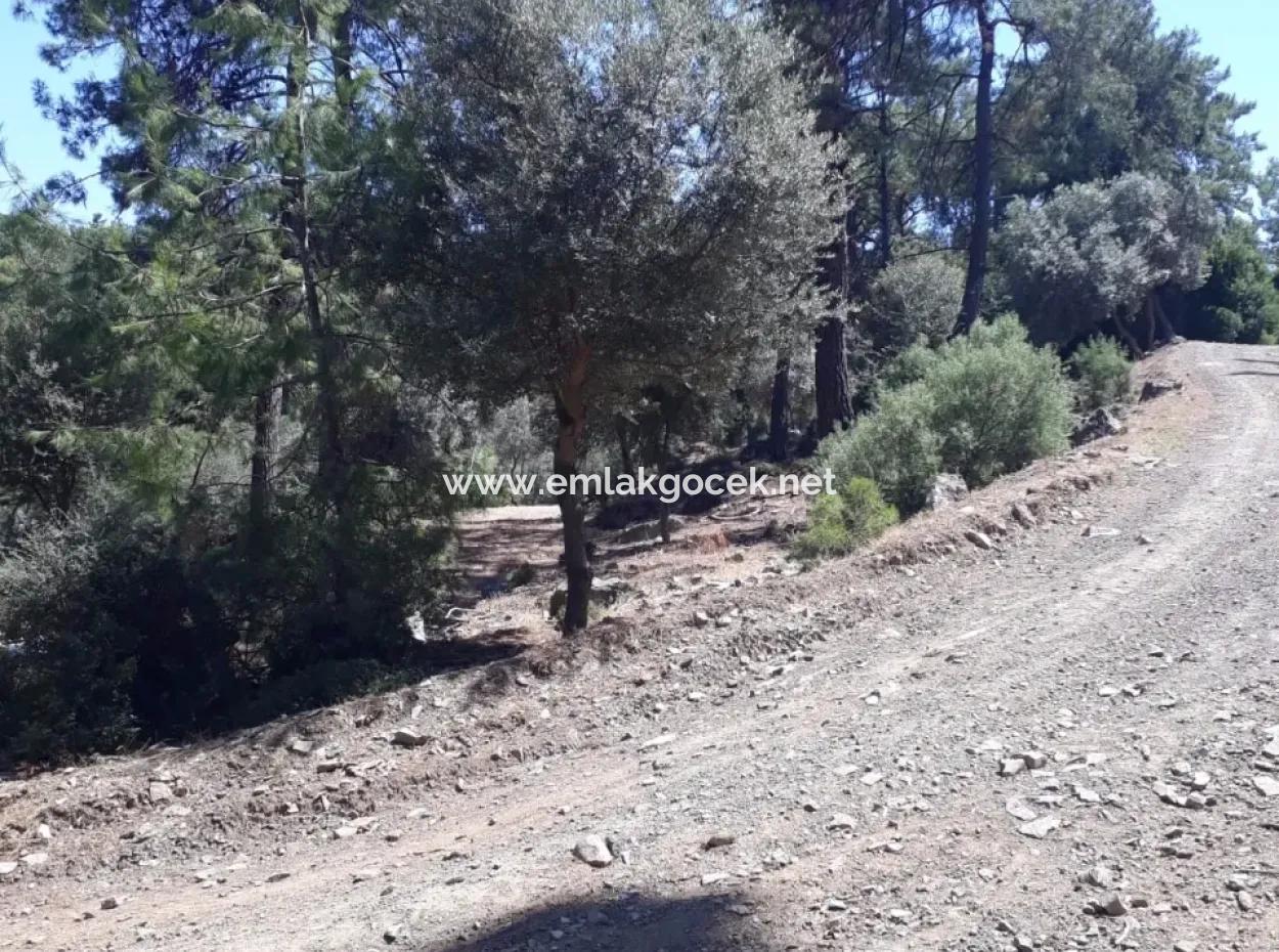 Dalyan Iztuzu In Dalyan For Sale For Sale In Candır 2367M2 2B