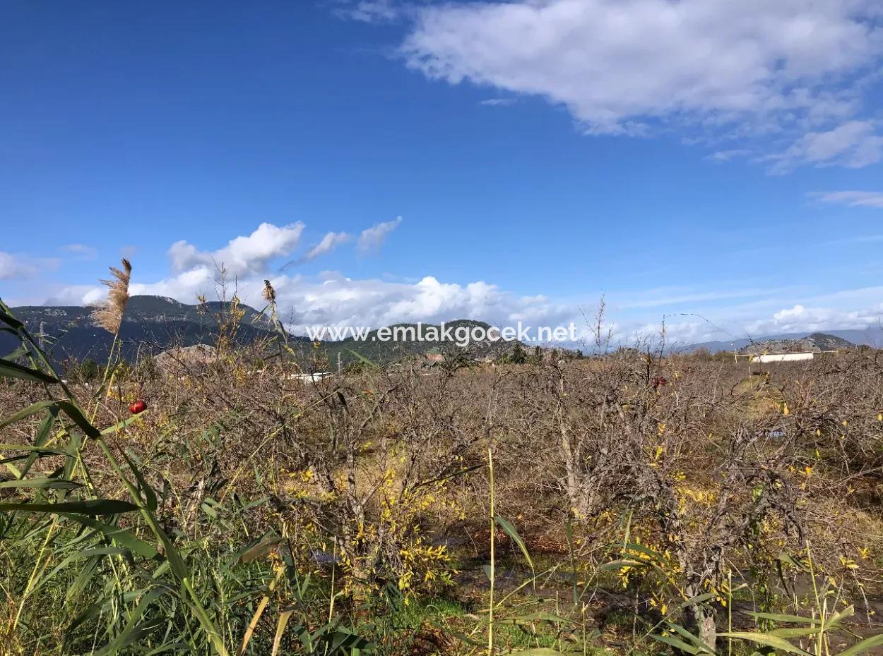 Land For Sale In Dalyan Istuzu Yollu On 24,000M2 Pomegranate Garden For Sale