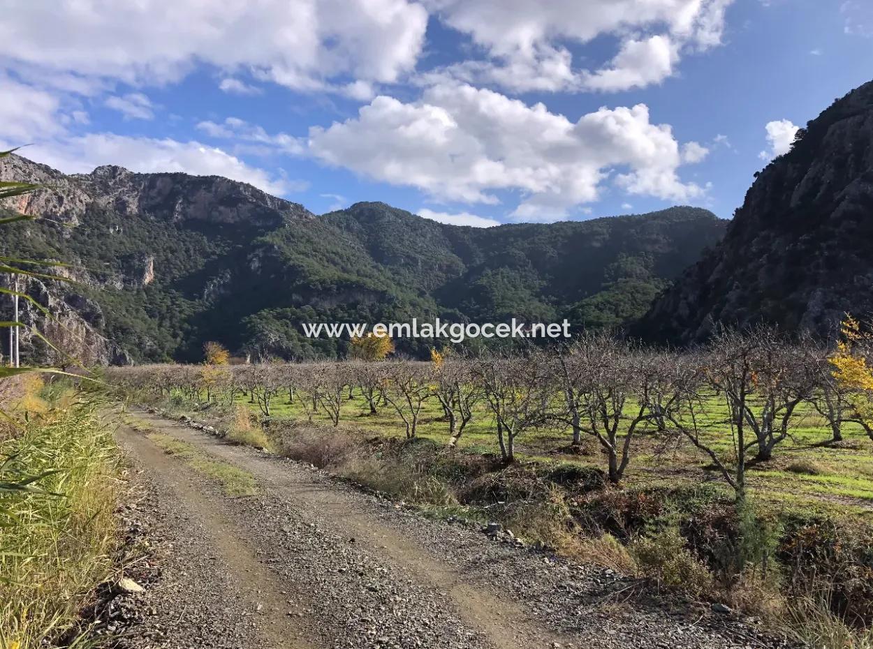 Land For Sale In Dalyan Istuzu Yollu On 24,000M2 Pomegranate Garden For Sale