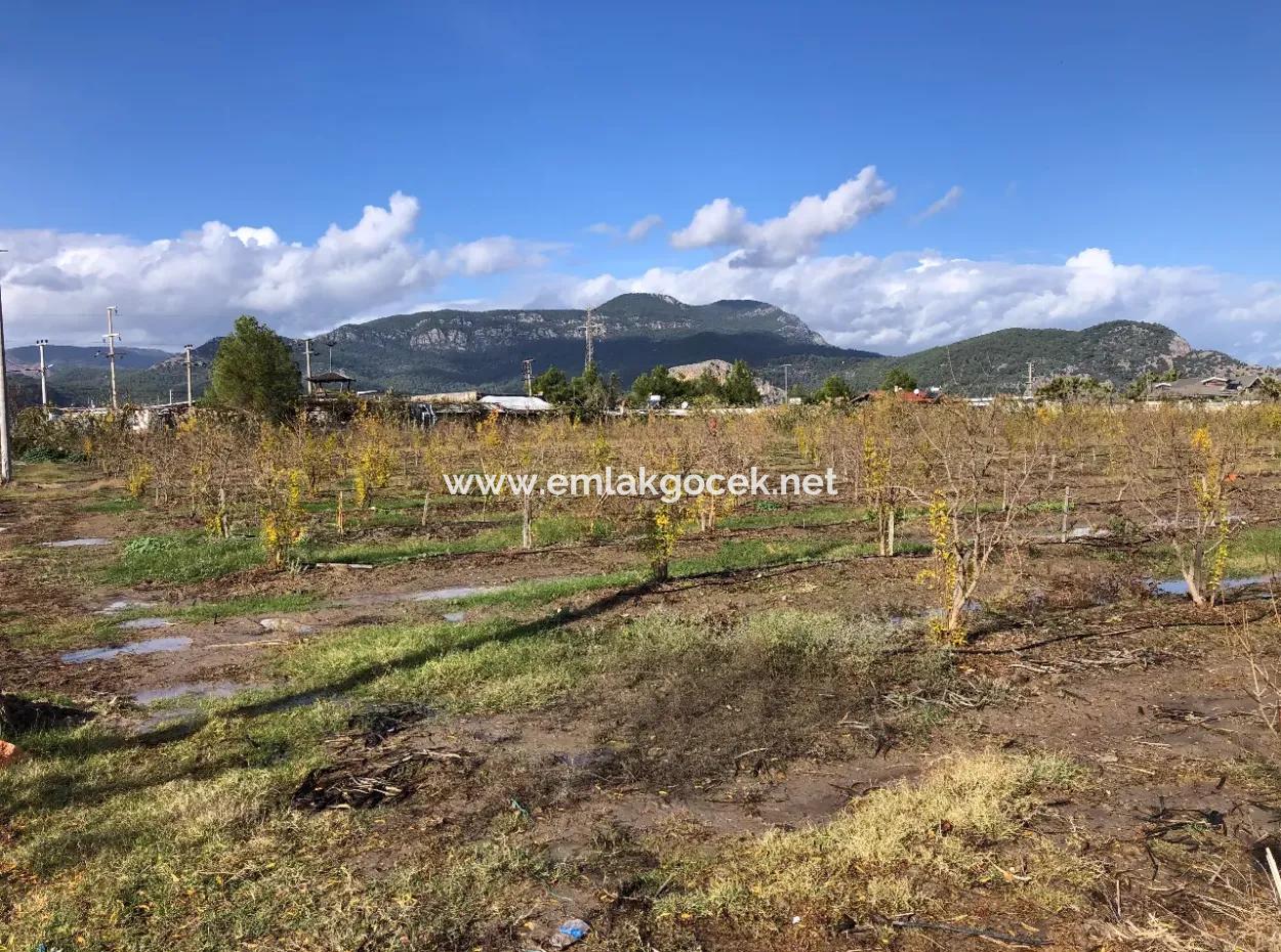 Land For Sale In Dalyan Istuzu Yollu On 24,000M2 Pomegranate Garden For Sale