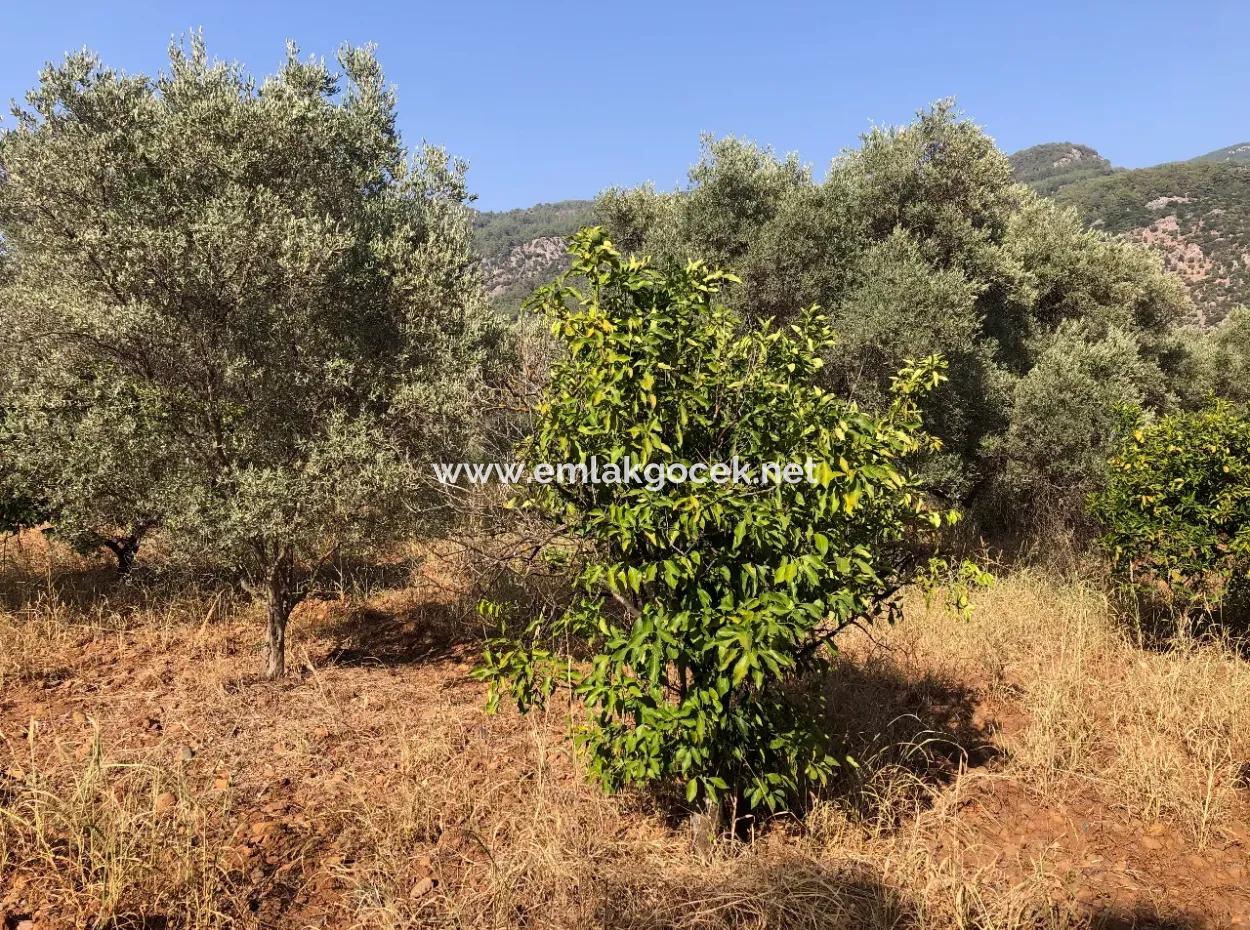 Land Field For Sale In Köyceğinz Yangi 9406M2 Land For Sale