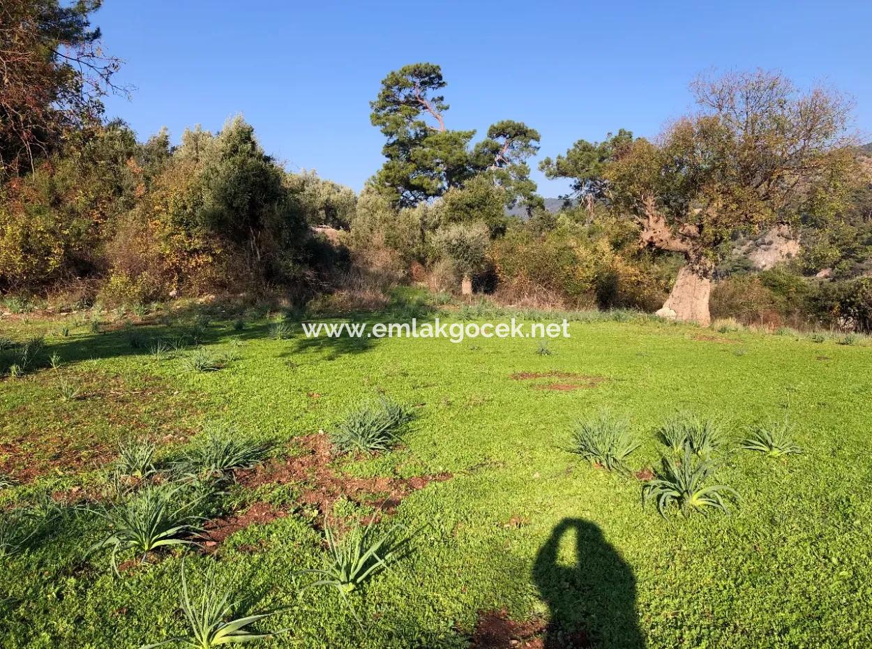 Ekincik Land For Sale 10,038M2 Land For Sale Field