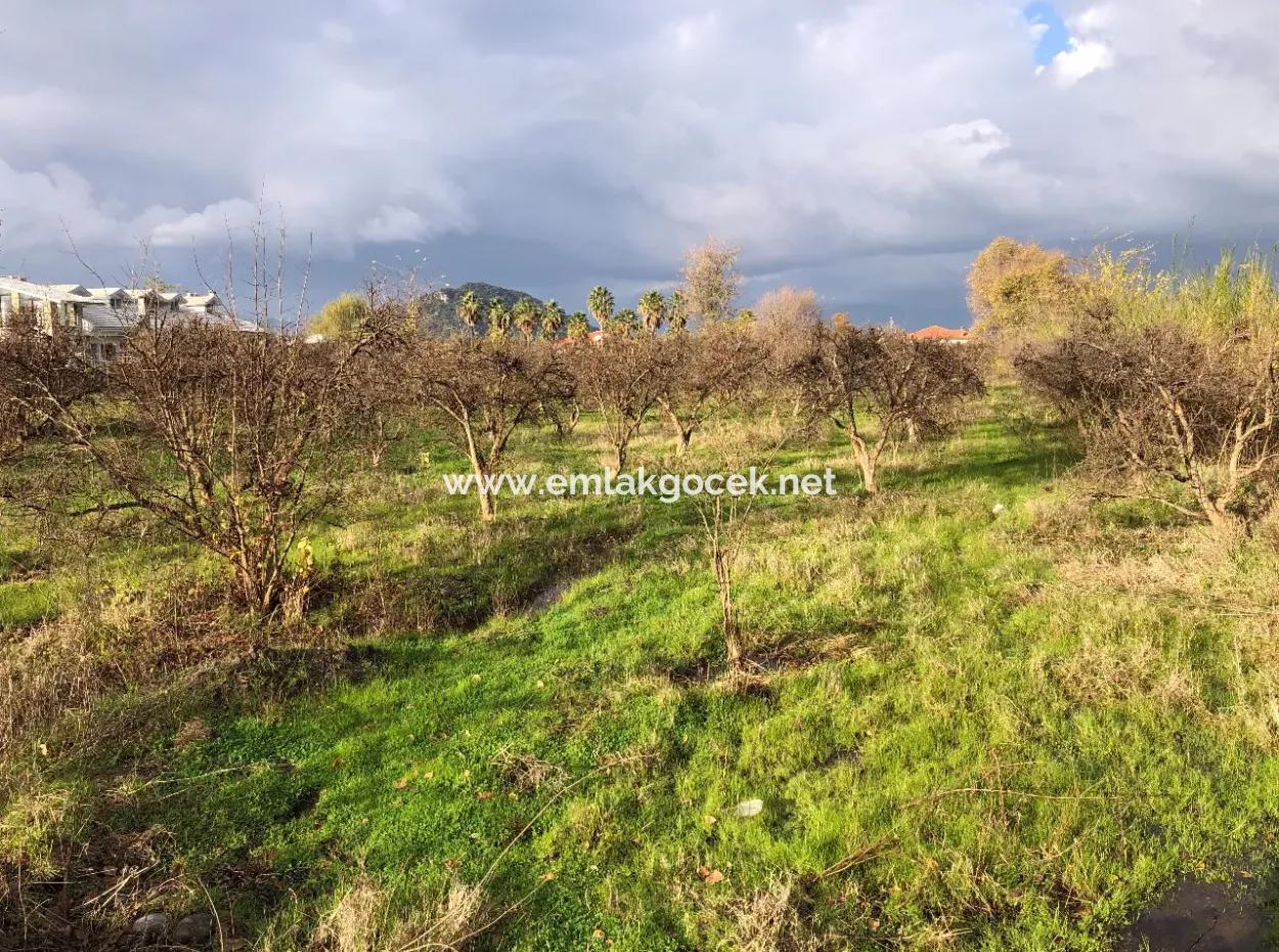 Dalyan Land For Sale Near The Center 3000M2 5% Zoning Land For Sale