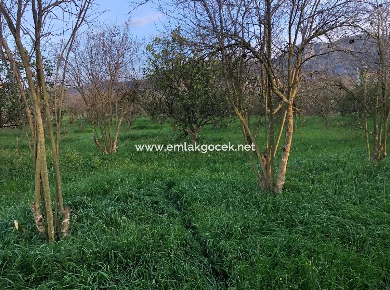 In Okçular Land For Sale 4707M2 Land For Sale