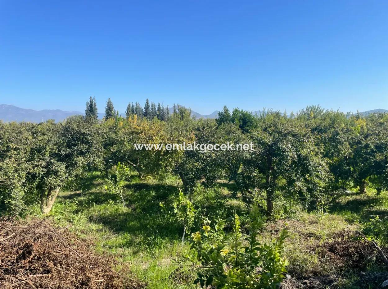 2223M2 Fields For Sale In Dalyan