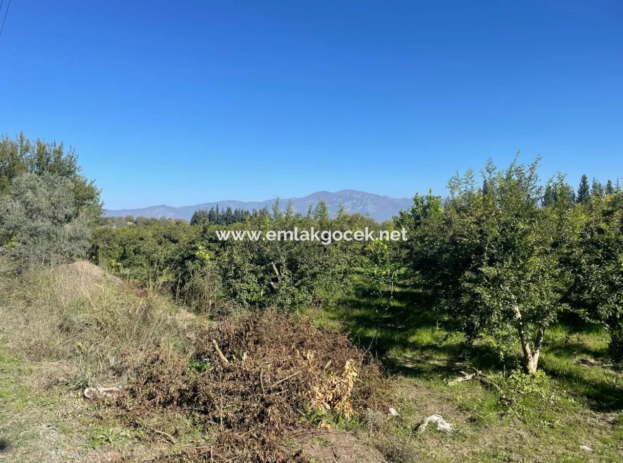 2223M2 Fields For Sale In Dalyan