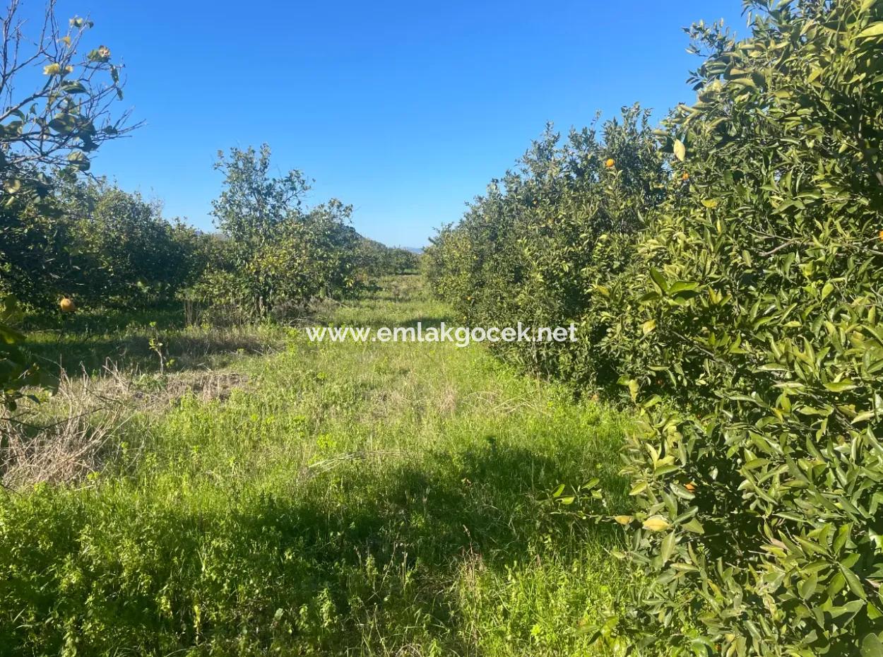 Dalyan Land For Sale 5227M2 Land For Sale
