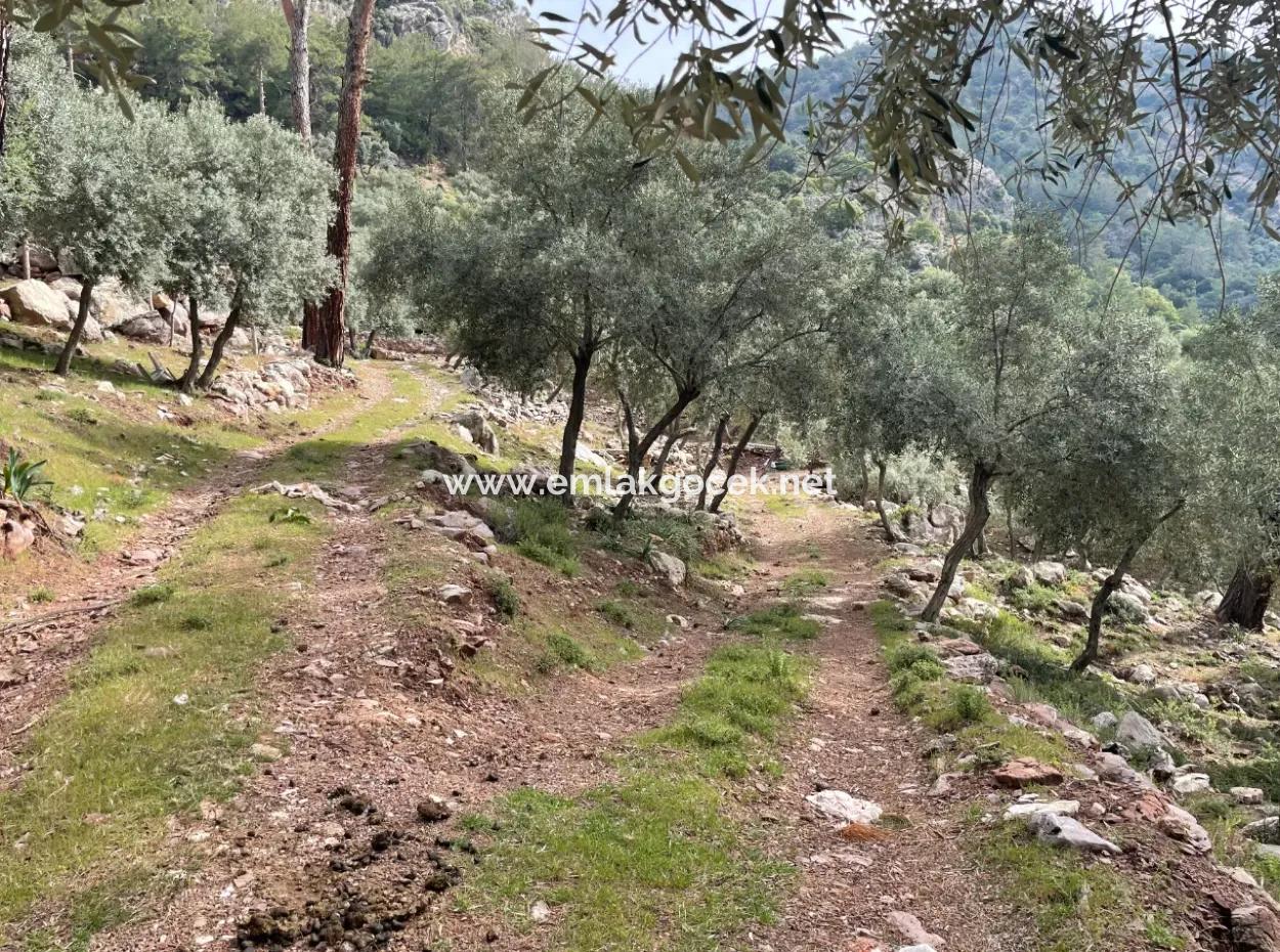 Olive House With Sea View In Ekincik Is For Sale