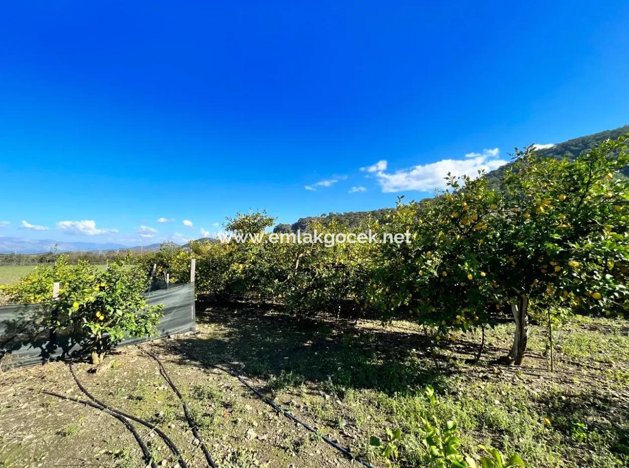 One-Storey House For Sale In 5000M2 Land In Çandır