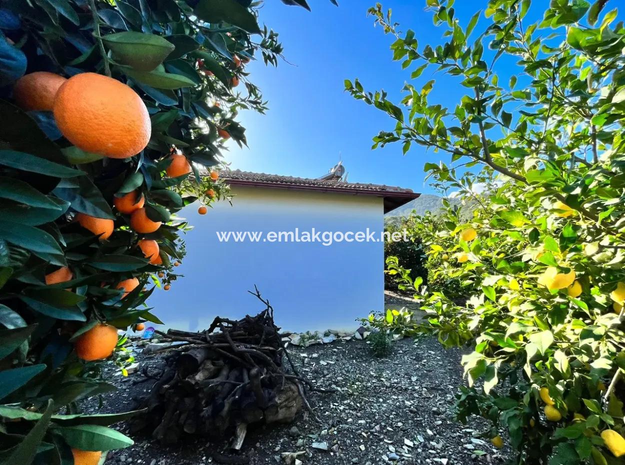 One-Storey House For Sale In 5000M2 Land In Çandır