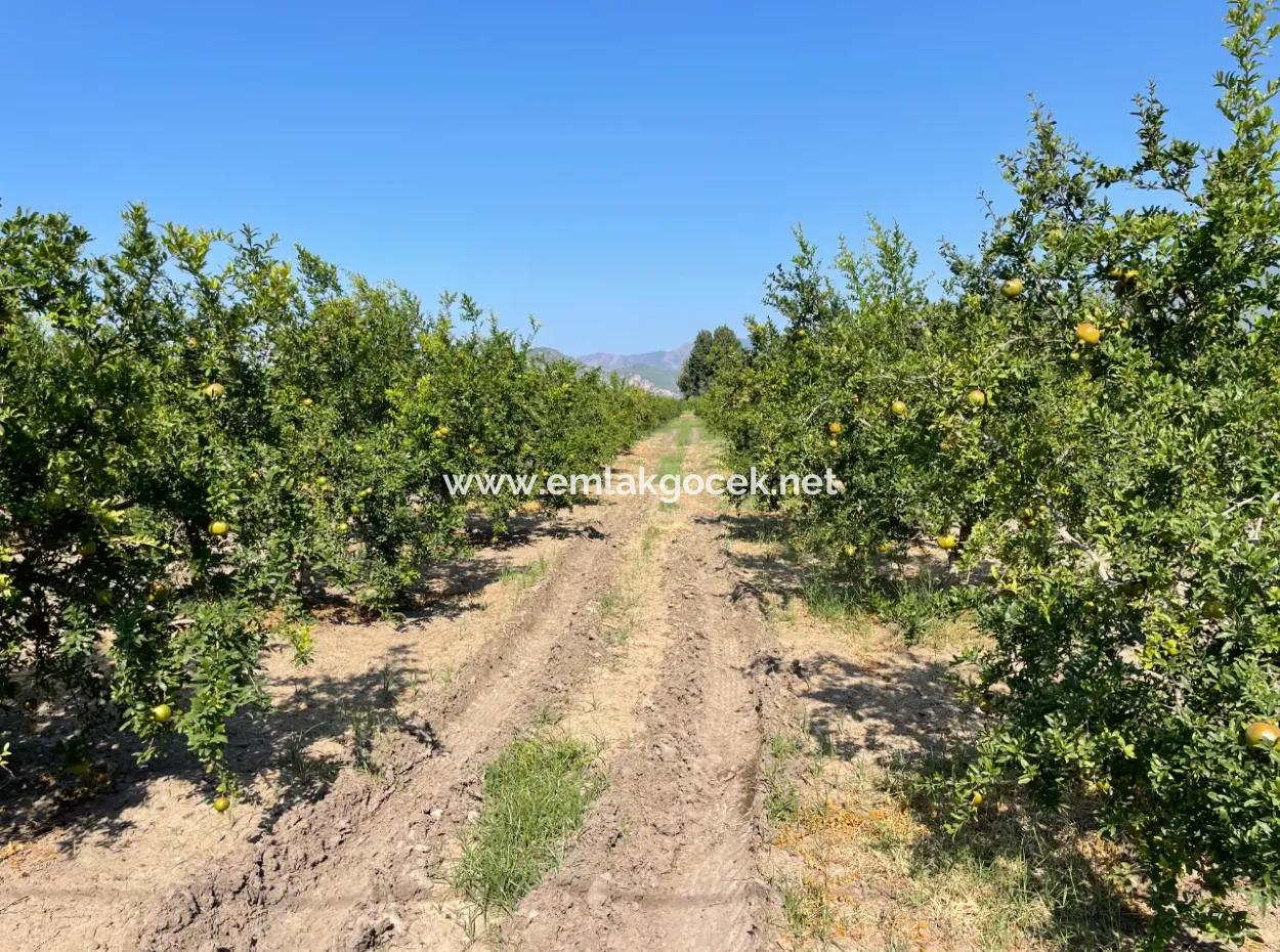 10,000M2 Pomegranate Garden For Sale In Dalyan Arıkbaşı And Gerendüzün