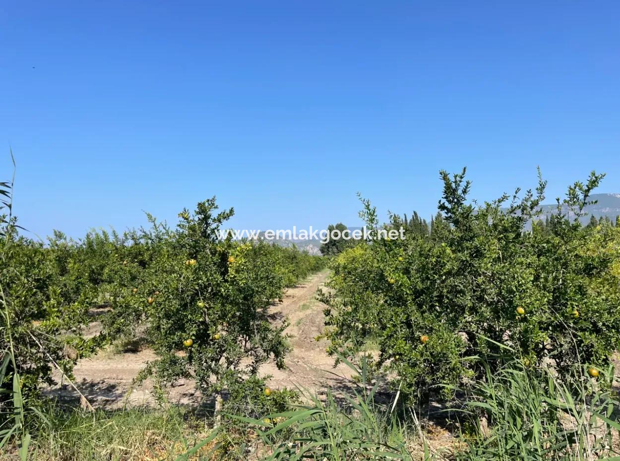 10,000M2 Pomegranate Garden For Sale In Dalyan Arıkbaşı And Gerendüzün