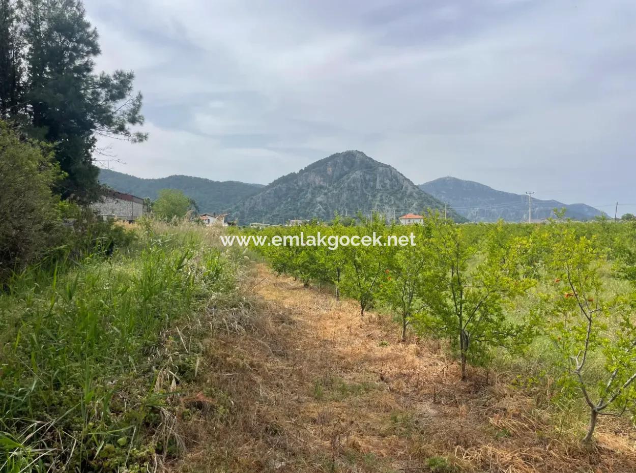 Field For Sale 6500M2 In Dalyan