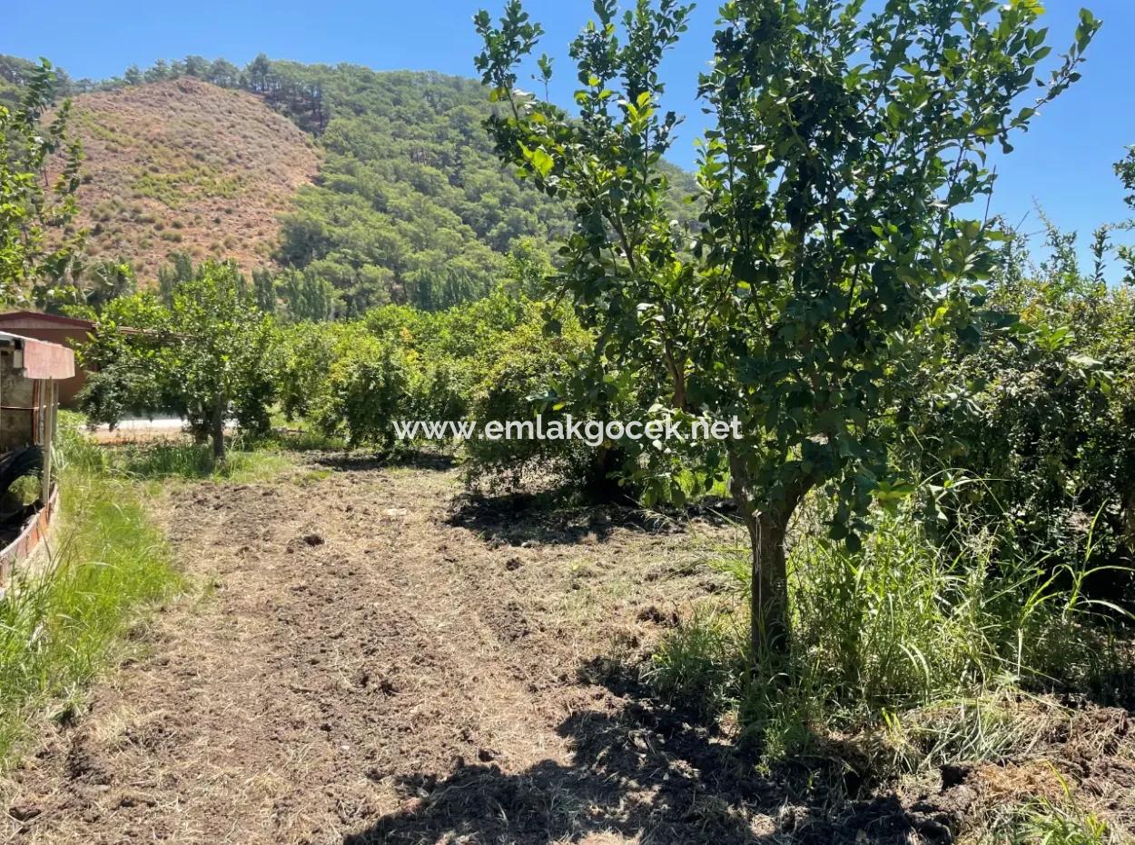 Road-New 6820M2 Pomegranate And Lemon Orchard Is For Sale In Tepearası