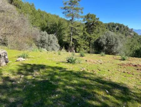 Land For Sale In Nature And Forest In Gökbel