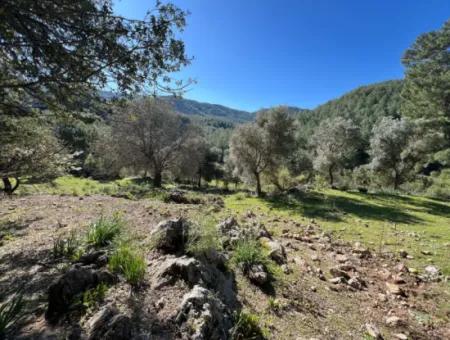 Land For Sale In Nature And Forest In Gökbel