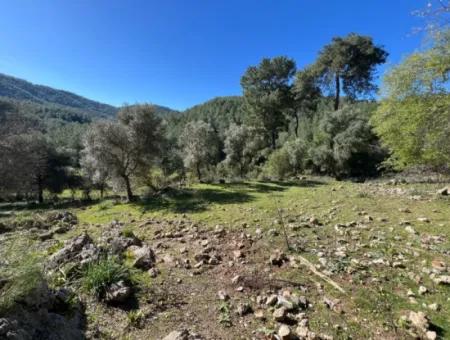 Land For Sale In Nature And Forest In Gökbel