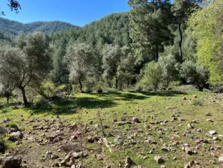 Land For Sale In Nature And Forest In Gökbel