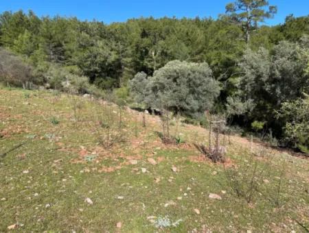 Land For Sale In Nature And Forest In Gökbel